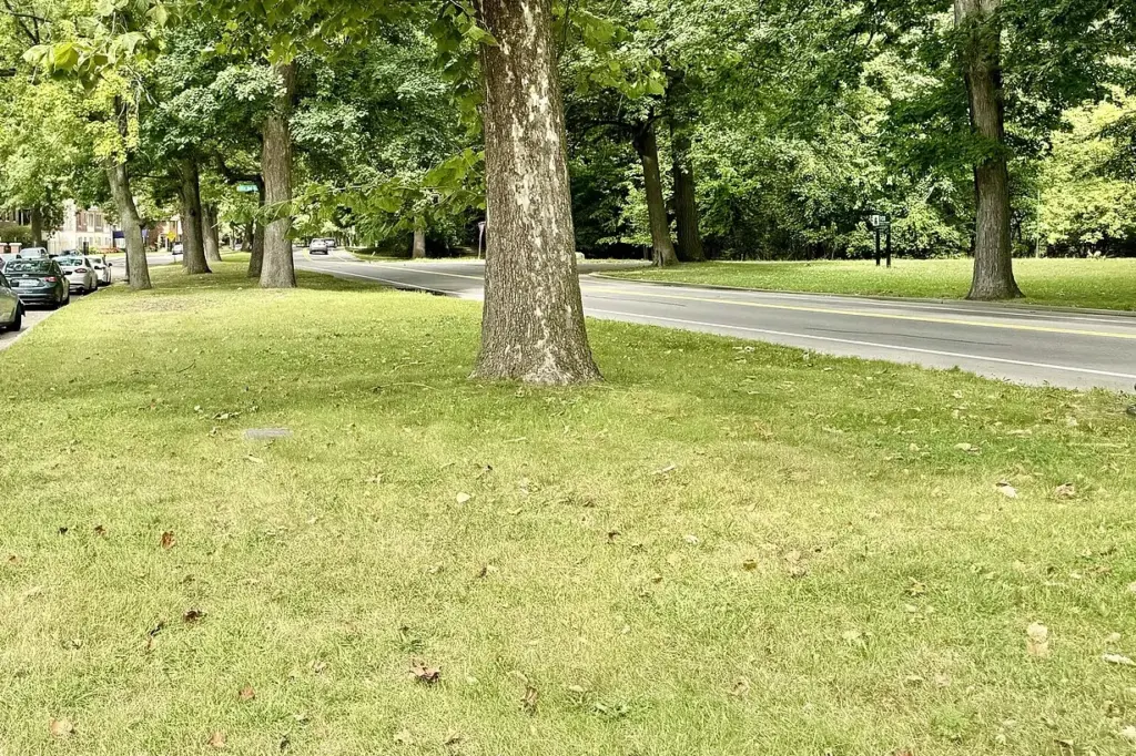 Trees and lawn in Palmer Park, Detroit