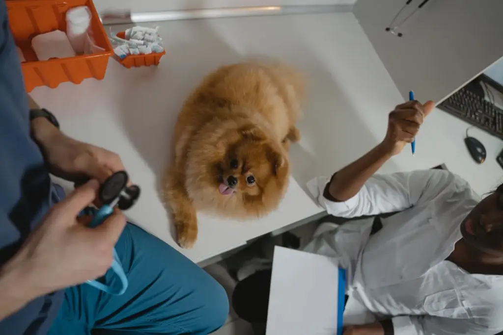 Veterinarian examining a dog in a connected clinic