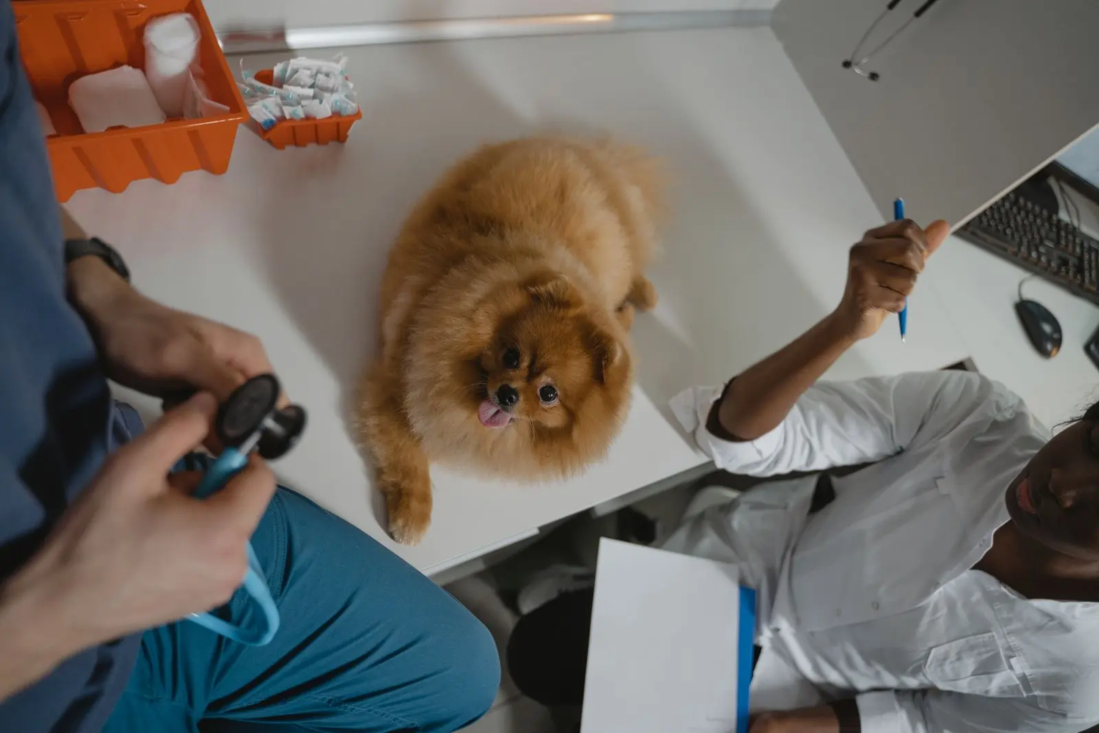 Veterinarian examining a dog in a connected clinic